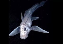 New Zealand Scientists Discover New Ghost Shark Species