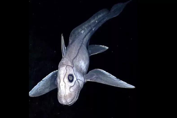 New Zealand Scientists Discover New Ghost Shark Species