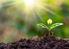 1,000-Year-Old Biblical Seed May Hold Cancer Cure, Scientists Say