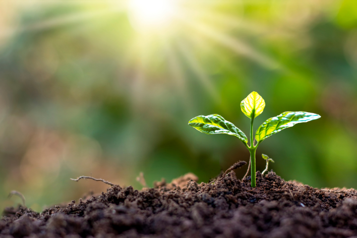 1,000-Year-Old Biblical Seed May Hold Cancer Cure, Scientists Say