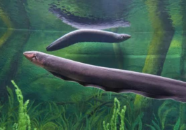 Electric Eels, How They Generate Power