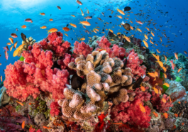 Ocean Acidification, Will Marine Life Disappear? Scientists Warn