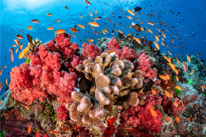 Ocean Acidification, Will Marine Life Disappear? Scientists Warn