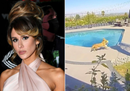 Brittany Furlan Saves Dog From Coyote Attack In Backyard