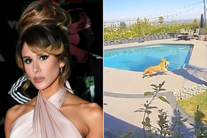 Brittany Furlan Saves Dog From Coyote Attack In Backyard