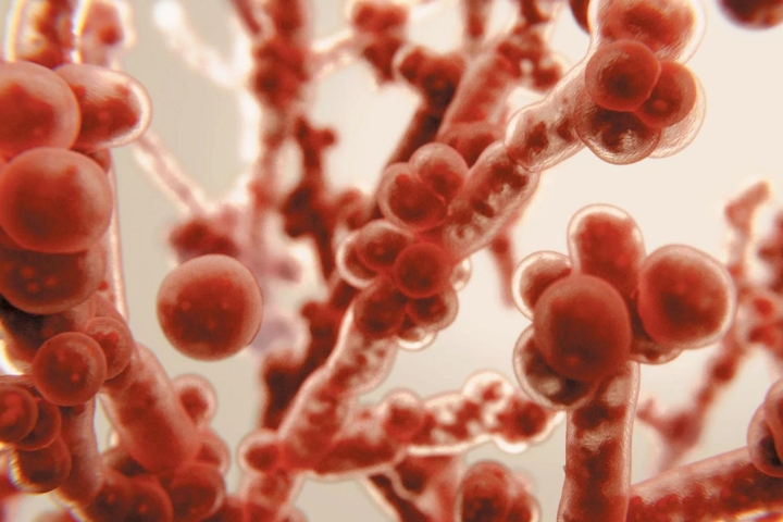 Fungal Infections Could Cause 40 Million Deaths in 25 Years