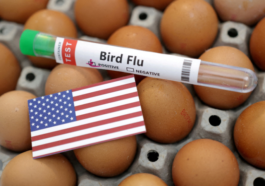 Due to worker resistance to testing, California's human bird flu cases may be underreported