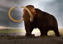 Did Allergies Lead to Mammoth Extinction?