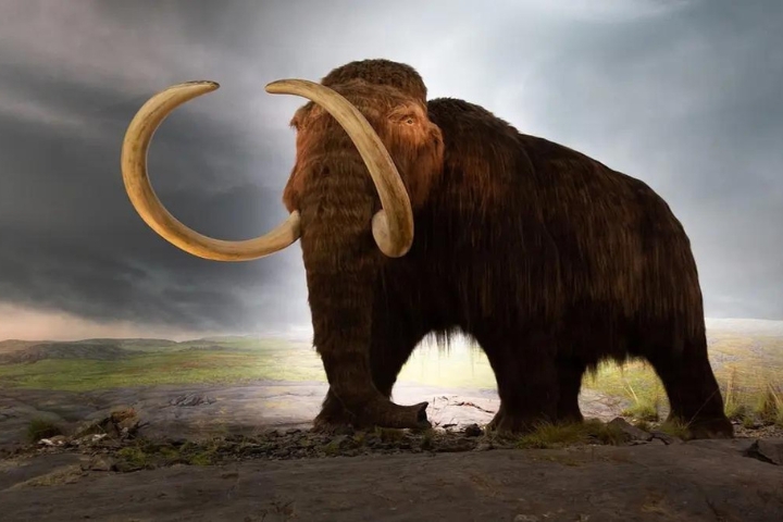 Did Allergies Lead to Mammoth Extinction?