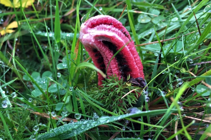 Rare 'Devil's Fingers' Fungus with Rotting Flesh Smell Spotted in the UK