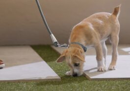 Tips On How To Potty Train a Puppy