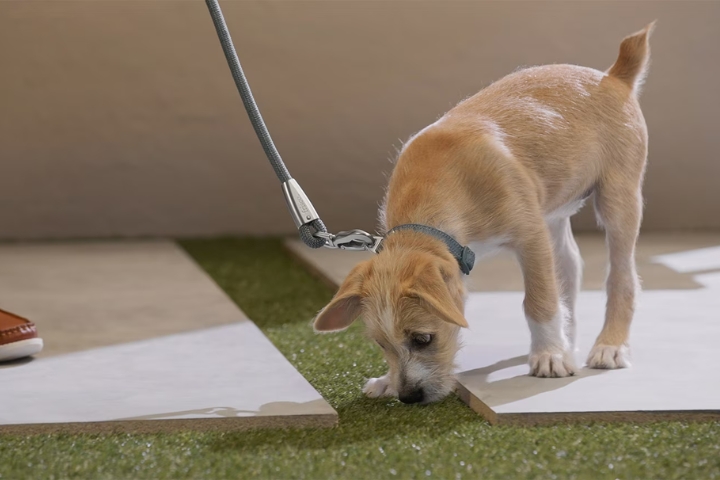Tips On How To Potty Train a Puppy