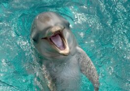 Dolphins Do Smile at Each Other, Study Finds