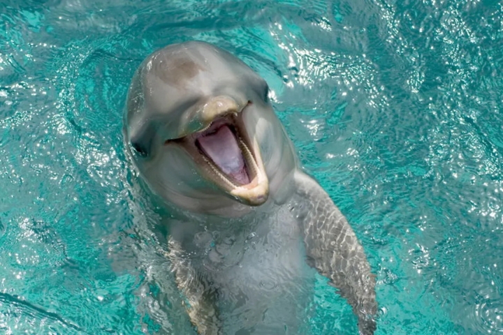 Dolphins Do Smile at Each Other, Study Finds