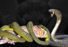 Most Venomous Snake