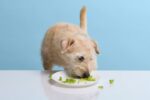 Can dogs eat celery