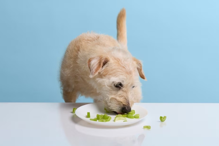 Can dogs eat celery