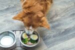 Can Dogs Eat Eggs