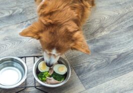 Can Dogs Eat Eggs