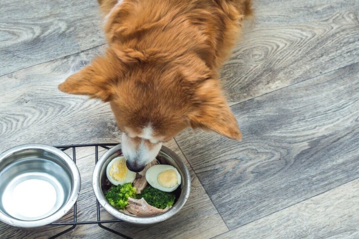 Can Dogs Eat Eggs