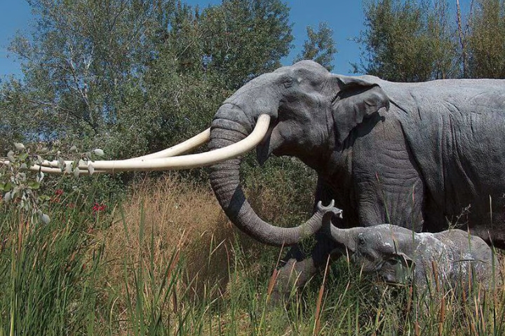 Newly Discovered Giant Elephant Skull in Kashmir Reveals Unidentified Palaeoloxodon Species