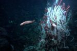 Surprising Discovery of Life in the Seafloor's 'Underworld' by Scientists