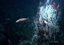 Surprising Discovery of Life in the Seafloor's 'Underworld' by Scientists