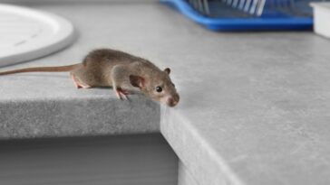How to Get Rid of Mice
