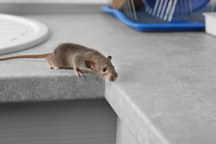 How to Get Rid of Mice