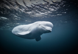 Police Make New Allegations About Russian "Spy Whale" Hvaldimir's Death