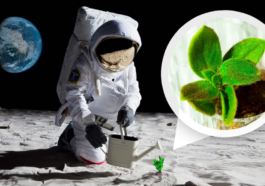 NASA To Grow Fungal And Algae Structures For Moon Habitats