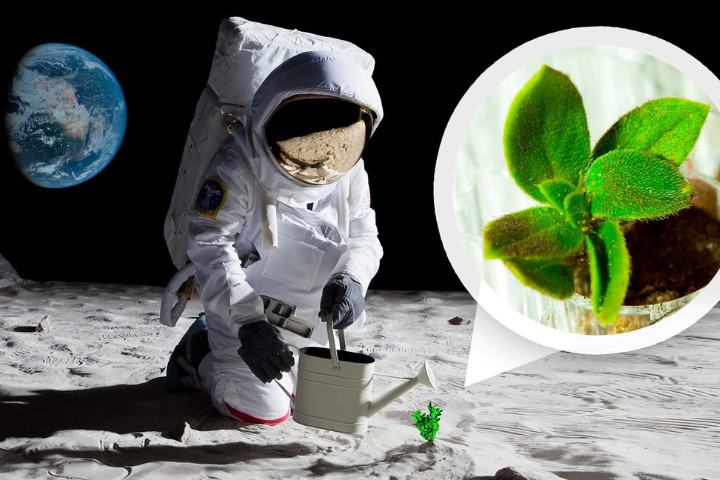 NASA To Grow Fungal And Algae Structures For Moon Habitats