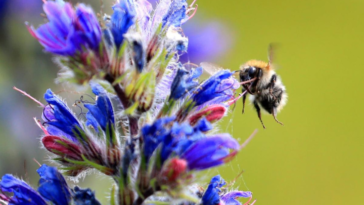 Bees Show Pessimism When Stressed, Just Like Humans