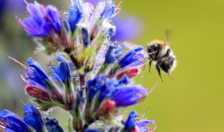 Bees Show Pessimism When Stressed, Just Like Humans