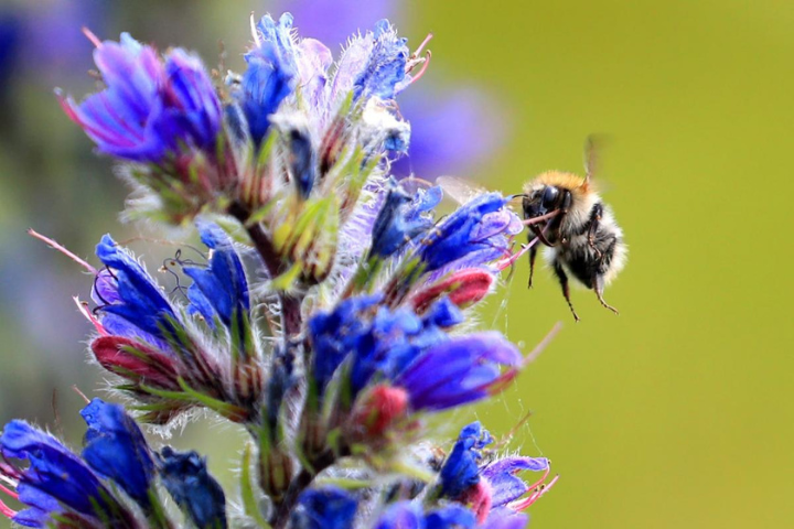 Bees Show Pessimism When Stressed, Just Like Humans