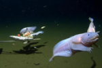 New Discovery of Marine Life Beneath Ocean Floor Sparks Speculation on Alien Existence