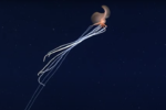 Bigfin Squid Walks On Tentacles In Deep Ocean