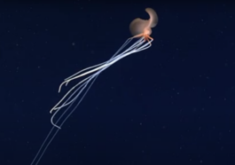 Bigfin Squid Walks On Tentacles In Deep Ocean