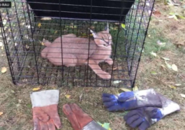 Exotic Caracal Captured in Chicago Suburbs After Escape