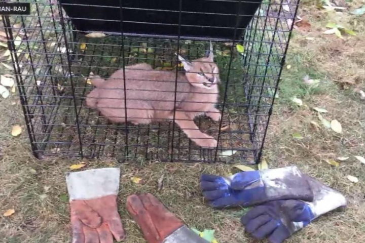 Exotic Caracal Captured in Chicago Suburbs After Escape