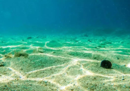 Lost Seafloor from Dinosaur Age Found Under Pacific Ocean