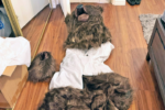 Bear costume insurance scam shocks Los Angeles residents