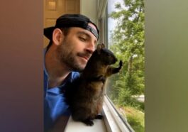 Social Media Star Squirrel Euthanized, Owner to Protest