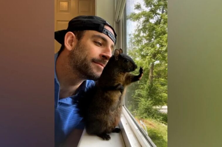 Social Media Star Squirrel Euthanized, Owner to Protest