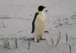 Emperor Penguin Discovered in Australia 2,000 Miles from Antarctica