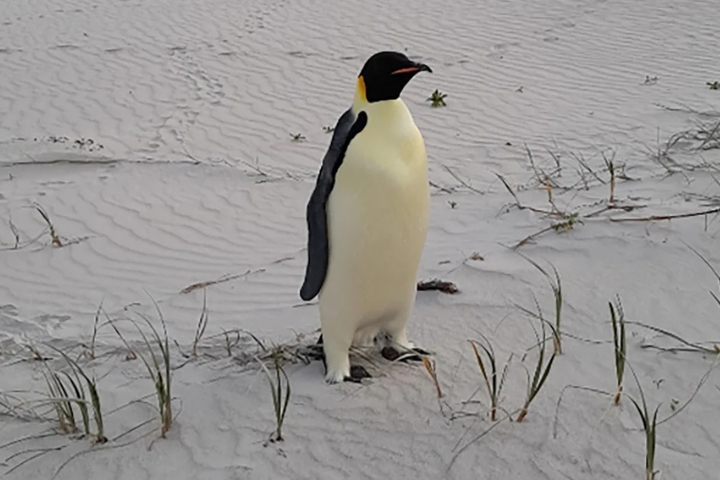 Emperor Penguin Discovered in Australia 2,000 Miles from Antarctica