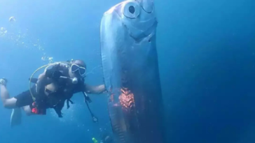 Doomsday Fish Surfaces Again Ominous Myths Resurface