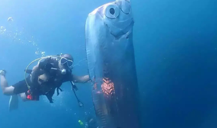 Doomsday Fish Surfaces Again Ominous Myths Resurface