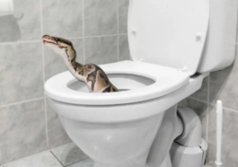 Python Found in Australian Toilet Twice a Week