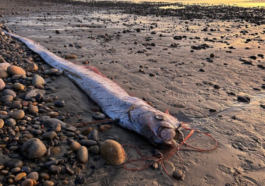 Rare 'Doom Fish' Found in California Again